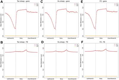 Whole-genome DNA methylation profiling reveals epigenetic signatures in developing muscle in Tan and Hu sheep and their offspring